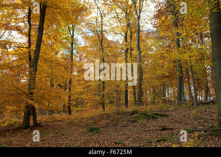 Buchenwald, Herbst, Herbstblaetter; Stock Photo