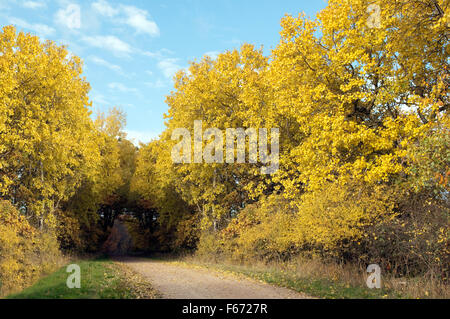 Herbstimpressionen, Herbst, Herbstblaetter Stock Photo