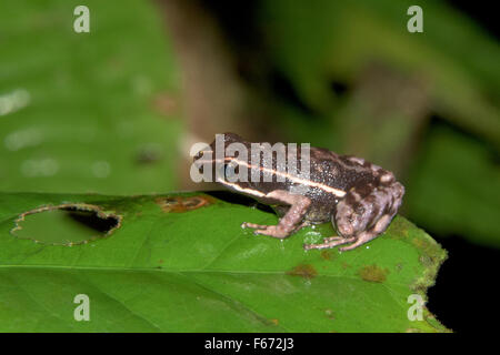 Poison dart frog (Hyloxalus sp.) in the rainforest in the Madre de Dios region of Peru Stock Photo