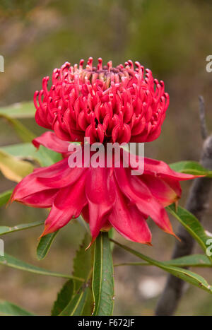 Waratah (Telopea speciosissima) on the Fairfax Heritage Track, Blue Mountains National Park, Blackheath, New South Wales Stock Photo