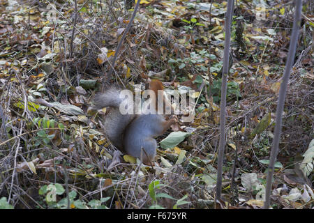 Red squirrel or Eurasian red squirrel (Sciurus vulgaris) is sitting on the ground and eats nuts, Odessa, Ukraine, Eastern Europe Stock Photo