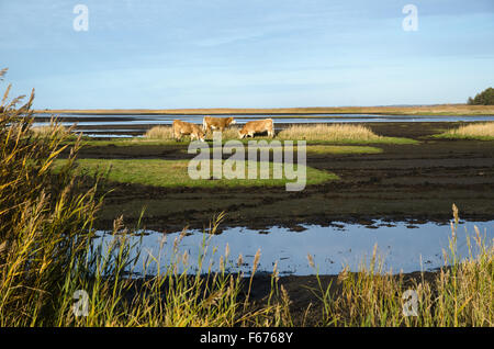 Grazing cattle in a muddy marshland Stock Photo