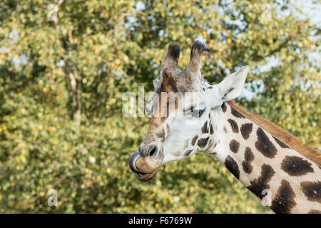 Giraffe sticking out tongue Stock Photo