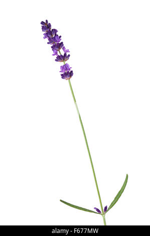 Lavandula angustifolia 'Hidcote' (Lavender). Flower stem against a white background. Stock Photo