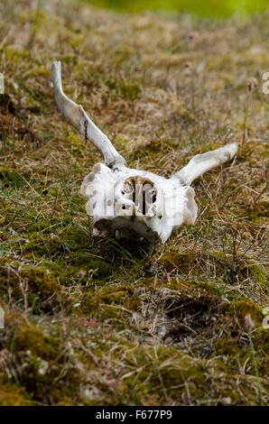 Norway, Svalbard, Spitsbergen, Trygghamna Fjord, Alkhornet on the northern side of the mouth of Isfjord, reindeer skull. Stock Photo