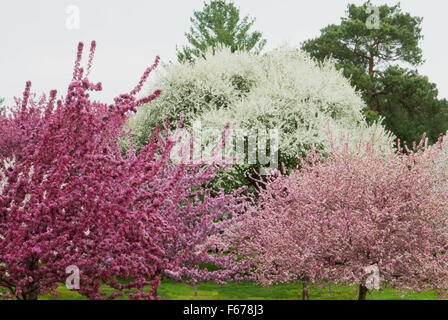 Crabapples varieties in Bloom - photographed at the Arie Den Boer arboreturm in Des Moines Stock Photo