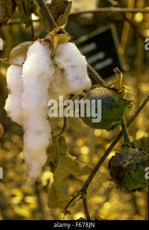 Cotton plant Gossypium, Stock Photo