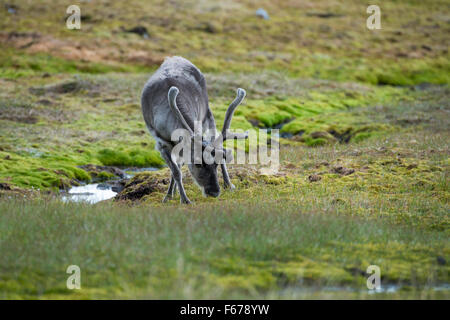 Norway, Svalbard, Spitsbergen, Trygghamna Fjord, Alkhornet on the northern side of the mouth of Isfjord. Spitsbergen reindeer. Stock Photo