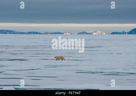 Norway, Barents Sea, Svalbard, Nordaustlandet. Ice flow within the Nordaust-Svalbard Nature Reserve. Polar bear on ice flow. Stock Photo