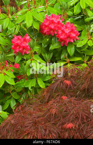 Flat Garden rhododendron, Portland Japanese Garden, Washington Park, Portland, Oregon Stock Photo