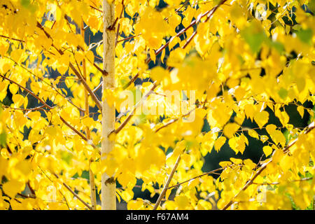 Silver warty birch yellow autumn leaves sunlit Betula pendula Stock Photo
