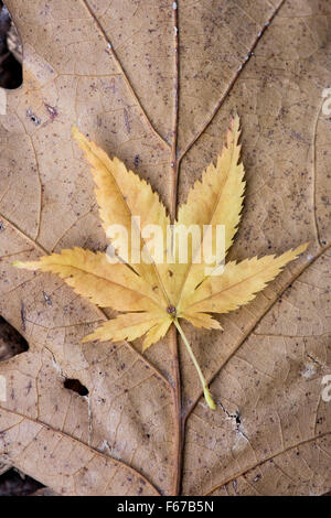 Acer leaves. Japanese Maple leaves changing colour in autumn. Yellow Acer leaf pattern Stock Photo