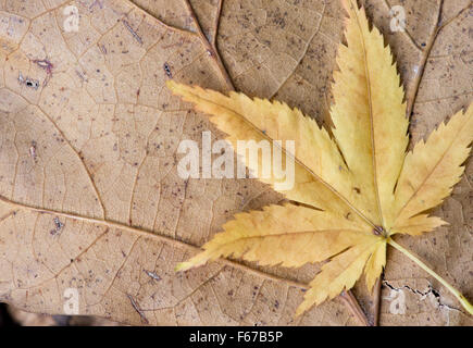 Acer leaves. Japanese Maple leaves changing colour in autumn. Yellow Acer leaf pattern Stock Photo