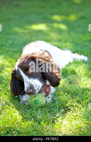 Spaniel Puppy. Stock Photo