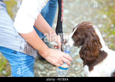 Spaniel Puppy. Stock Photo