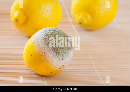 Decayed yellow lemon fruit lying on mat, moldy and rotten bad food wastage, one lemon garbage and good fruits behind... Stock Photo