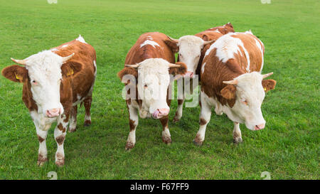 Group of young calves grazing on Alpine pasture with fresh green grass Stock Photo