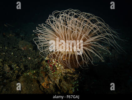 Tube anemone, Cerianthid, in Tulamben, Bali Sea, Indonesia Stock Photo