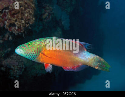 Bandcheek wrasse, Oxycheilinus digramma, on coral reef, in the Red Sea at Marsa Alam, Egypt Stock Photo