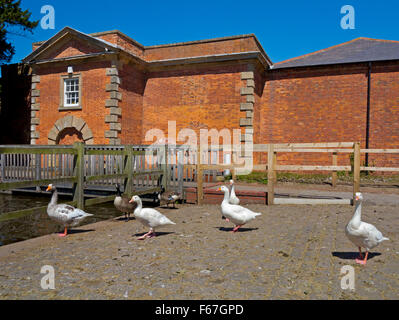 Geese at the Mill at Rufford Abbey near Ollerton in Nottinghamshire England UK in the grounds of Rufford Country Park Stock Photo