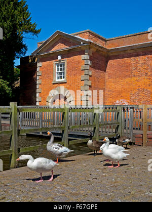 Geese at the Mill at Rufford Abbey near Ollerton in Nottinghamshire England UK in the grounds of Rufford Country Park Stock Photo