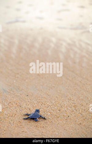 A newly born Olive Ridley turtle heads out to sea all alone for the first time, Ixtapilla, Michoacan, Mexico. Stock Photo