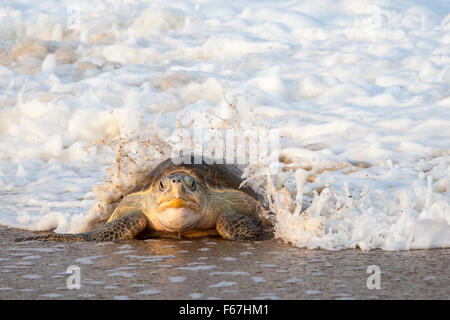 Wave breaks over an adult Olive Ridley turtle crawling ashore to lay eggs on the beach at Ixtapilla, Michoacan, Mexico. Stock Photo