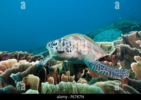 Green Sea Turtle, Chelonia mydas, Komodo National Park, Indonesia Stock Photo