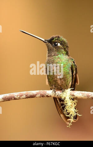 A Green crowned brilliant  Hummingbird in the Costa Rica tropical forest Stock Photo