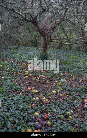 An apple tree with windfall apples on the ground