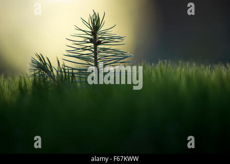 Norway spruce (Picea abies), seedling on moss, Emsland, Lower Saxony, Germany Stock Photo