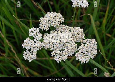 White flower of yarrow, Achillea millefolium, in grassland, Berkshire, August