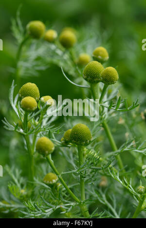 Flowering pineapple weed, Matricaria discoidea, annual arable weed in waste ground, Berkshire, August Stock Photo