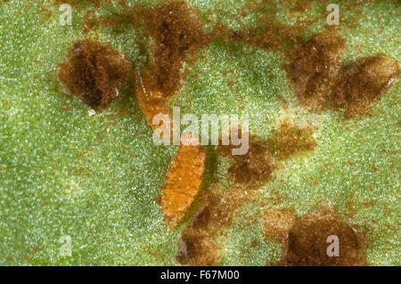 Photomicrograph of midge larvae feeding on spores of antirrhinum rust, Puccinia, arenariae, pustule Stock Photo