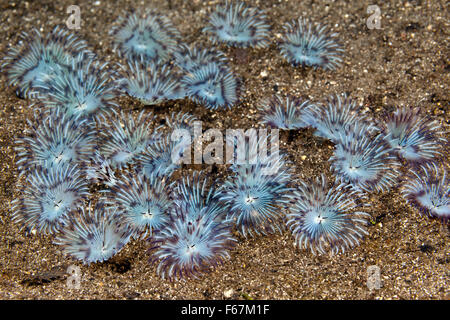 Fan Worms on sandy Bottom, Sabellastarte sp., Komodo National Park, Indonesia Stock Photo
