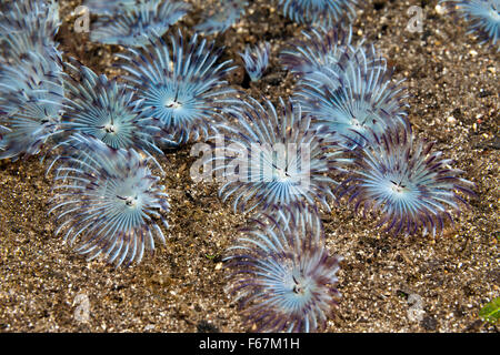 Fan Worms on sandy Bottom, Sabellastarte sp., Komodo National Park, Indonesia Stock Photo