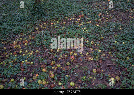Windfall apples Stock Photo