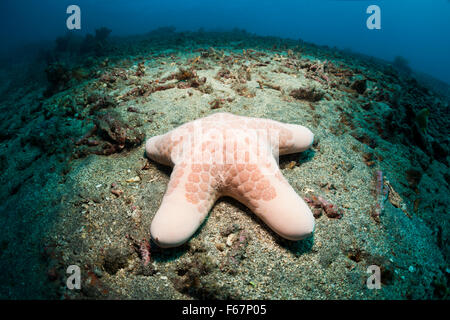 Granulated Starfish, Choriaster granulatus, Bali, Indonesia Stock Photo