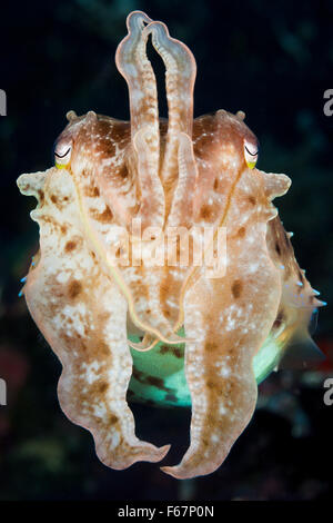 Broadclub Cuttlefish, Sepia latimanus, Bali, Indonesia Stock Photo
