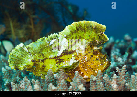 Yellow Leaf Fish, Taenionotus triacanthus, Bali, Indonesia Stock Photo