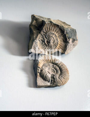 Ammonite fossil  and its cast in split rock Stock Photo