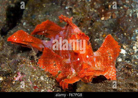 Paddle-flap Scorpionfish, Rhinopias eschmeyeri, Bali, Indonesia Stock Photo