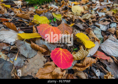 Brightly colored coloured autumn fall leaves on the ground Stock Photo
