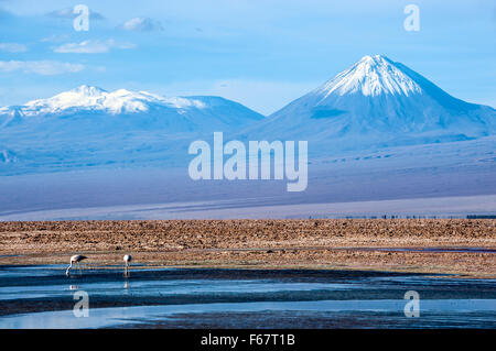 Pink flamingos in wild nature front of Volcanoes Licancabur, Atacama desert Stock Photo