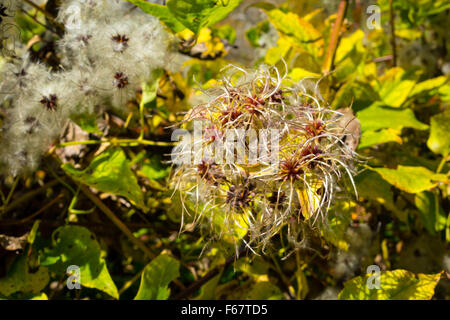 Old Man's Beard, Clematis, seed-heads, sunlit Stock Photo