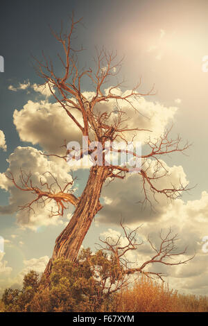 Retro toned lonely withered tree against sun with flare effect. Stock Photo