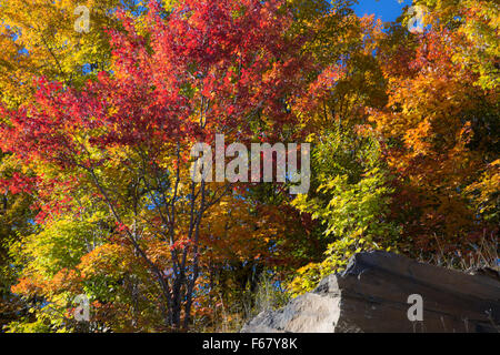 Bright Autumn colours in Algonquin Provincial Park in October 2015 Stock Photo