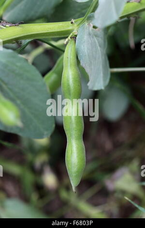 Green fava beans or broad beans plant Stock Photo