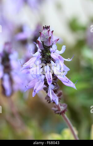 Dogbane Plectranthus caninus, Colues canina flower Stock Photo