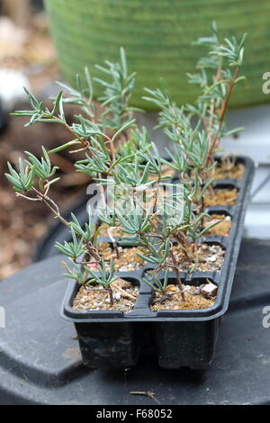 Growing Pigface cuttings in a seedling tray Stock Photo